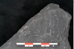 Foto (Detailansicht) von Alethopteris aquilina Brongniart (NHMW-GEO-2024-0188-11259)